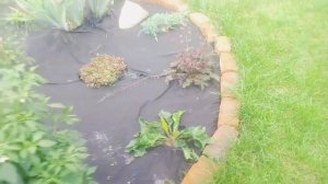 Где посадить острый перец на участке? Тень или солнце 🤔 Не сажайте, пока не посмотрите это видео!