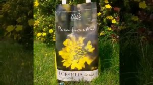 ...Лапчатка кустарниковая «Голдфингер»/Potentilla fruticosa «Goldfinger»/Времена Года