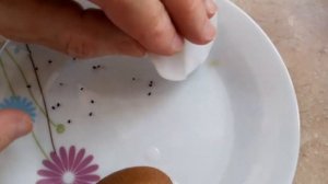 Как вырастить киви из косточки дома на подоконнике