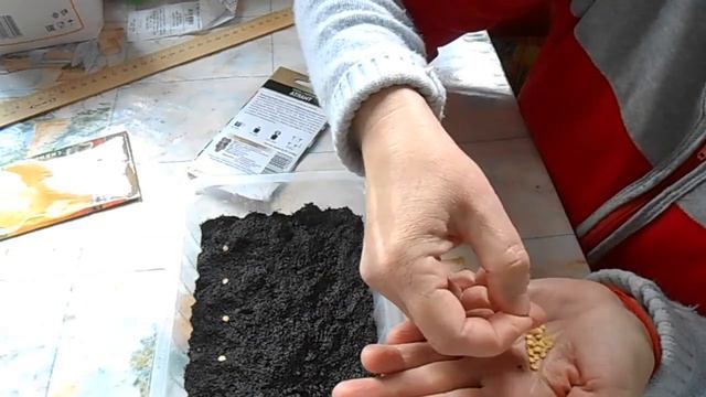 Сажаю Перец. Его размер меня удивил. Такого я ещё не встречала а вы?. смотреть онлайн