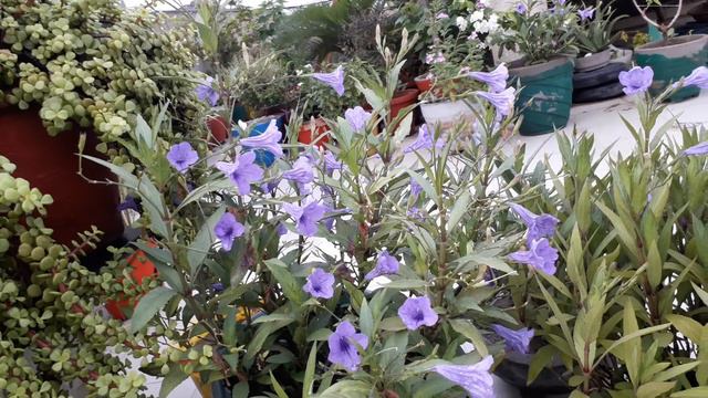 Usha's Garden | Mexican Petunia Plant Care | मेक्सिकन पेटुनिया की देखभाल कैसे करें