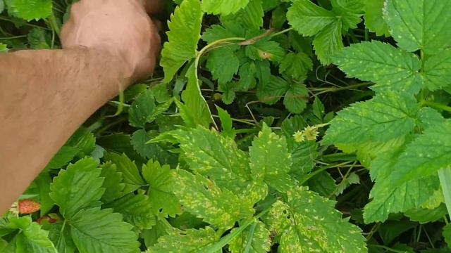 Земляника и космос 💫💫💫 смотреть онлайн