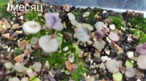 Гейхера из семян...мои наблюдения за  сеянцами на протяжении месяца