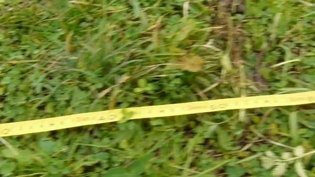 Адамант-ф25 + катушка д80 (www.геосканер.рф) смотреть онлайн