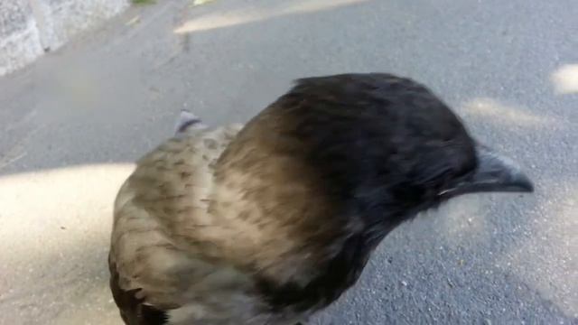 Смелая ворона. Знакомство.