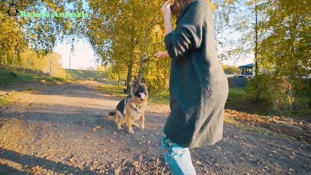 100 Cute, mischievous animals, monkeys, dogs, pigs, chickens, ducks, bears, horses, cows смотреть онлайн