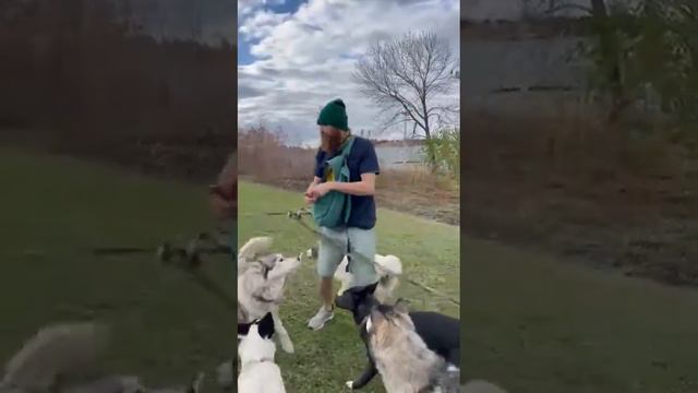 обучение нескольких собаксразу смотреть онлайн