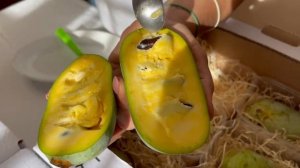 Обзор плодов Азимина трилоба