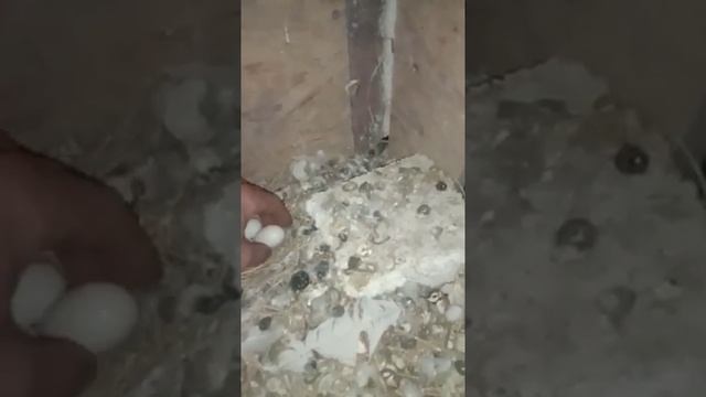 Голуби вывели двух птенцов, пополнение в хозяйстве | ЛПХ Курочка смотреть онлайн