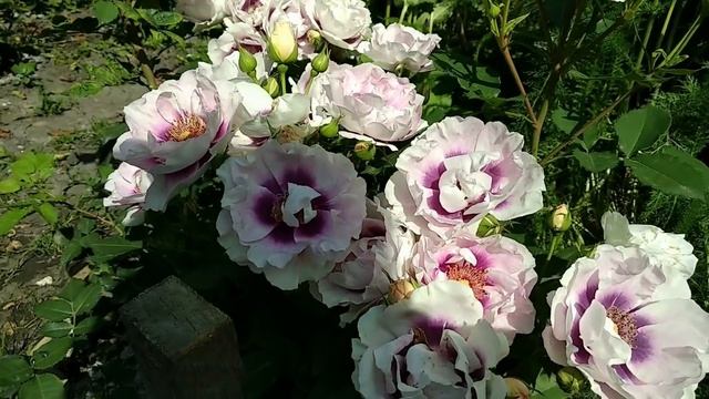 Розы маленьких размеров, как фон для других растений смотреть онлайн