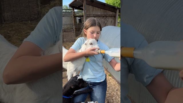 Bottle Feeding Baby Goats смотреть онлайн