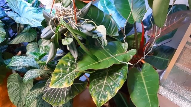 МЕГА ОБЗОР РАСТЕНИЙ МОЕЙ КОЛЛЕКЦИИ /ОРАНЖЕРЕЯ В КВАРТИРЕ ЭТО РЕАЛЬНО смотреть онлайн