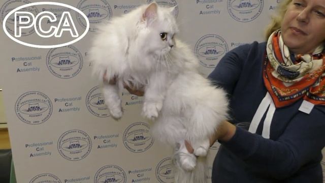 Персидская классическая кошка. Выставка кошек PCA on-line. смотреть онлайн