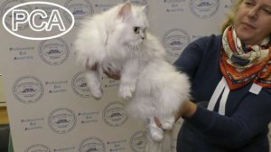 Персидская классическая кошка. Выставка кошек PCA on-line.