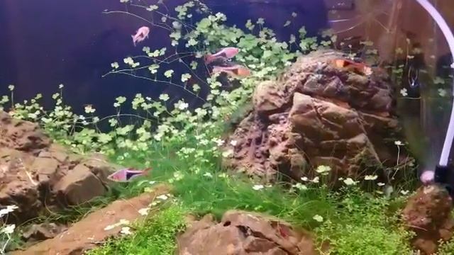 Светильник Chihiros WRGB 60см.