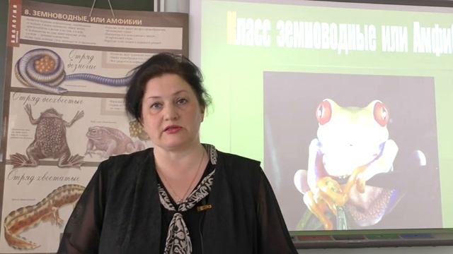 Биология 7 класс - Земноводные, или Амфибии смотреть онлайн