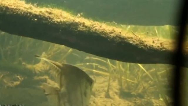 Аквариумные растения в природе 4, Аквариумные рыбки в природе 4 смотреть онлайн