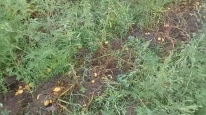 Урожай картофеля 2021 сорт Коломбо