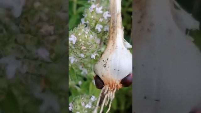 Чудо природы... Цветение "Дикого чеснока"!!! смотреть онлайн