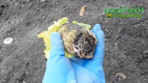 Посадка петуний в открытый грунт и обзорчик с прошлого года.