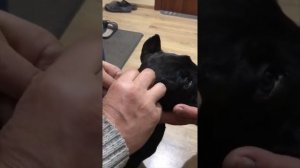 Постановка ушей после купирования . Кане Корсо .