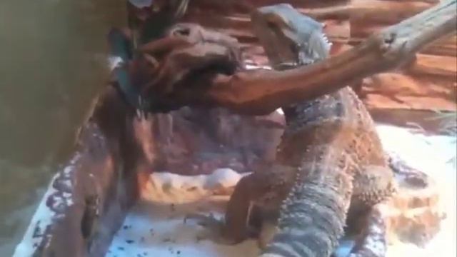 Бородатая агама смотреть онлайн