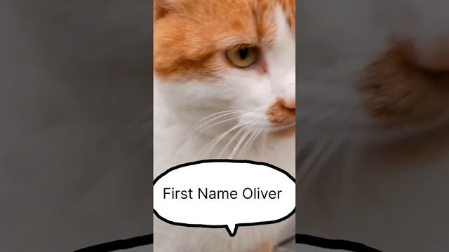 The most beautiful cat names decor 💖🔥😻 смотреть онлайн