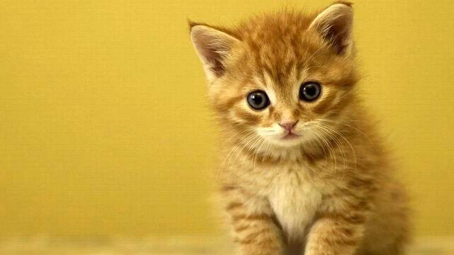 Романтика музыки. Шикарное видео. Обожаю! смотреть онлайн