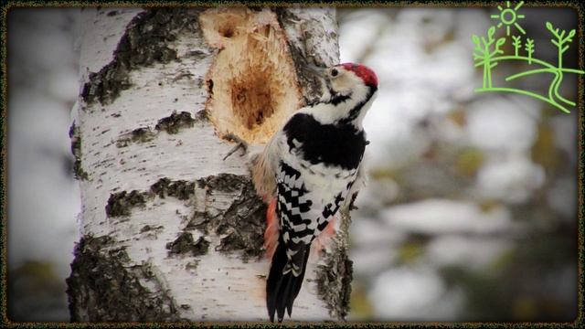 Голоса птиц Как поёт Дятел белоспинный (Dendrocopos leucotos).mp4 смотреть онлайн