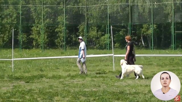 Золотистый ретривер смотреть онлайн