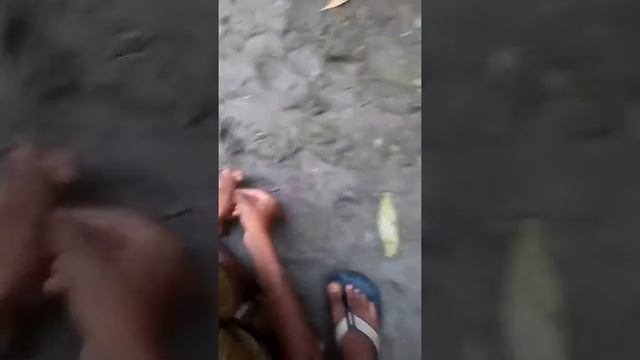 Catch manny many fishes смотреть онлайн