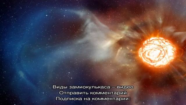В чем отличие замиокулькасов Супер Нова и Равен — знакомимся с шикарными суккулентами ближе смотреть онлайн