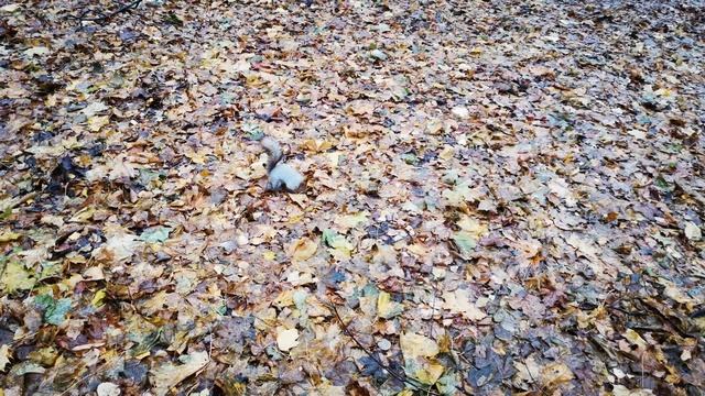 Бельчата не понимают, откуда берутся орехи ? Baby squirrels don't get where the nuts r coming from смотреть онлайн