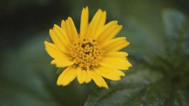 Sony 30mm F3.5 Macro Lens смотреть онлайн