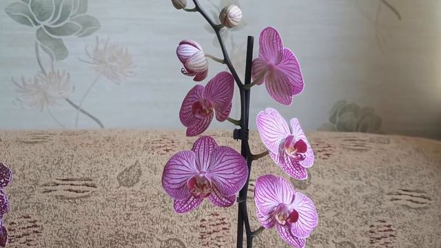 Дикий кот, дубль 2...🌸🌸🌸 смотреть онлайн