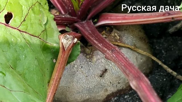 Урожайный огород. смотреть онлайн