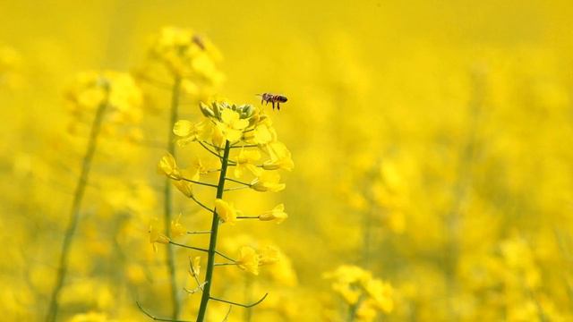 Nfl notes: odell beckham is questionable for giants' opener; chiefs' eric berry lost for season смотреть онлайн