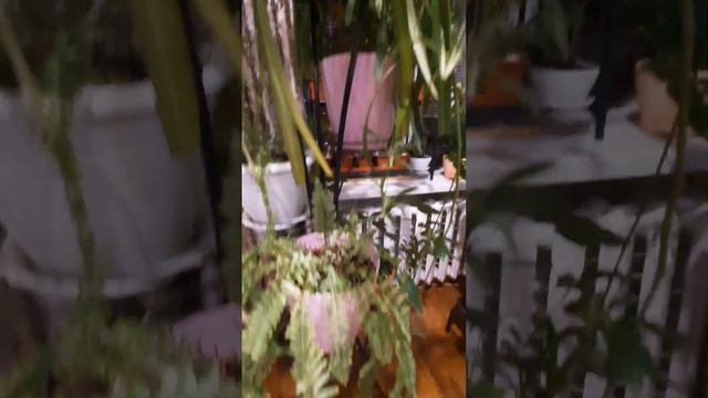 🌵Фиалки,нефролепис,кактусы.Мои цветы и мои проблемы с их содержанием. смотреть онлайн