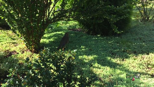 Очиток белый, почвопокровный многолетник. смотреть онлайн