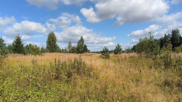 За городом. ч.2. Август 2024 смотреть онлайн