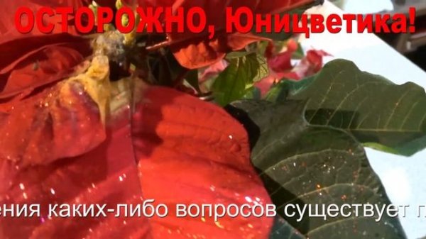 ОСТОРОЖНО Юницветика, flopt.ru, flors.ru, unicvetika, мистер флористер, флорс ру!