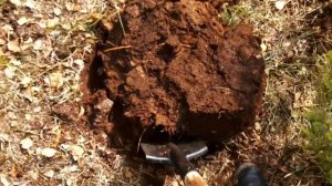 Боярышник из семян. Crataegus from seeds.