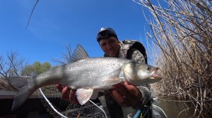ЭКСТРИМ НА ВОЛНАХ. ТАКОЙ РЫБАЛКИ ЕЩЁ НЕ БЫЛО. Рыбалка на донки и хищника. Вобла, лещ, густера, жерех