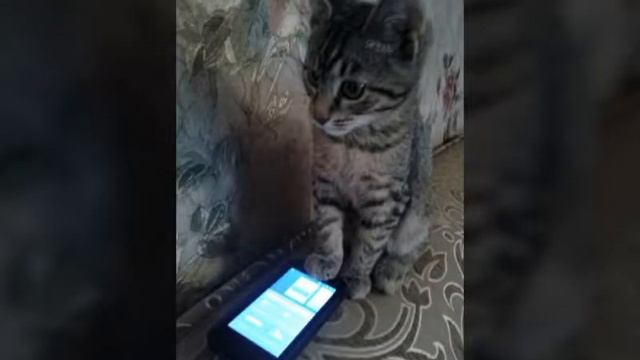 Без кота и жизнь не та. Потборка хороших и смешных фото кота. смотреть онлайн