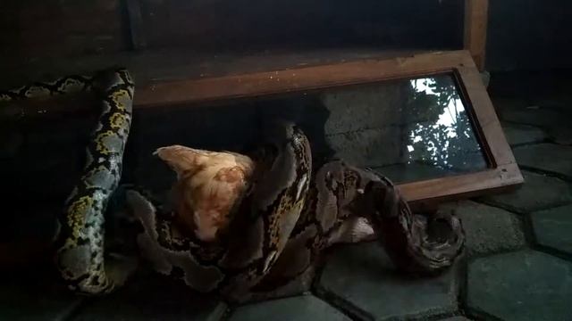 Feeding Reticulatus python смотреть онлайн