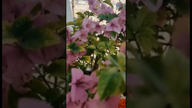 Beautiful  Balcony  Garden on 25 th Floor.