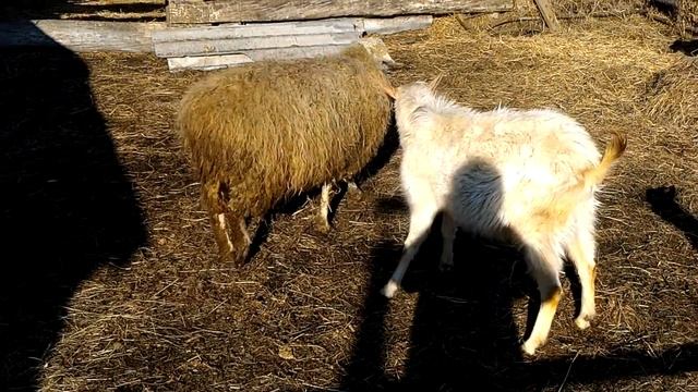 На тропинке, утром рано, Повстречались два барана 3. Удар в спину смотреть онлайн