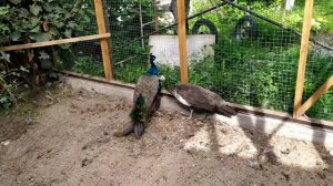 ОБЗОР ВОЛЬЕРА ДЛЯ ПАВЛИНОВ.СОДЕРЖАНИЕ ПАВЛИНОВ.