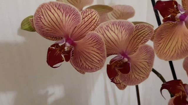 Парад цветущих орхидей -- мои самые красивые и желанные сорта. смотреть онлайн