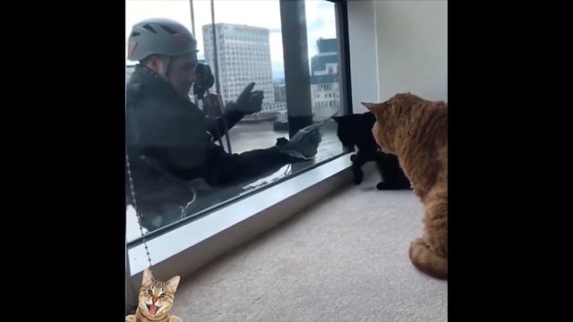 Смешные и забавные животные #5 funny animals #5 смотреть онлайн